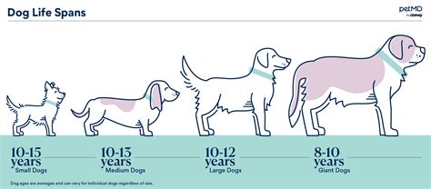 Average Dog Lifespan: 5 Things To Expect Before Saying Goodbye