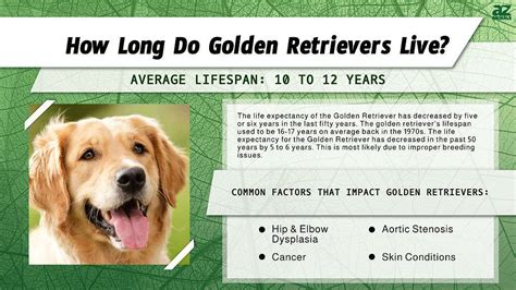 Average Lifespan Of A Golden Retriever And How To Extend It