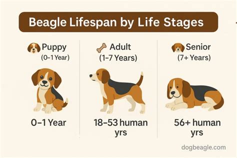 Understanding The Average Lifespan Of A Beagle And How To Extend It