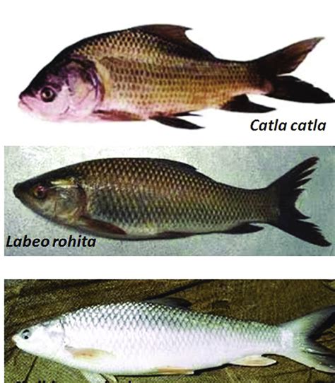 Untangling The Biology Behind India’s Major Carnivorous Carps