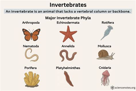 The Hidden Biology Of Invertebrates Unveiled