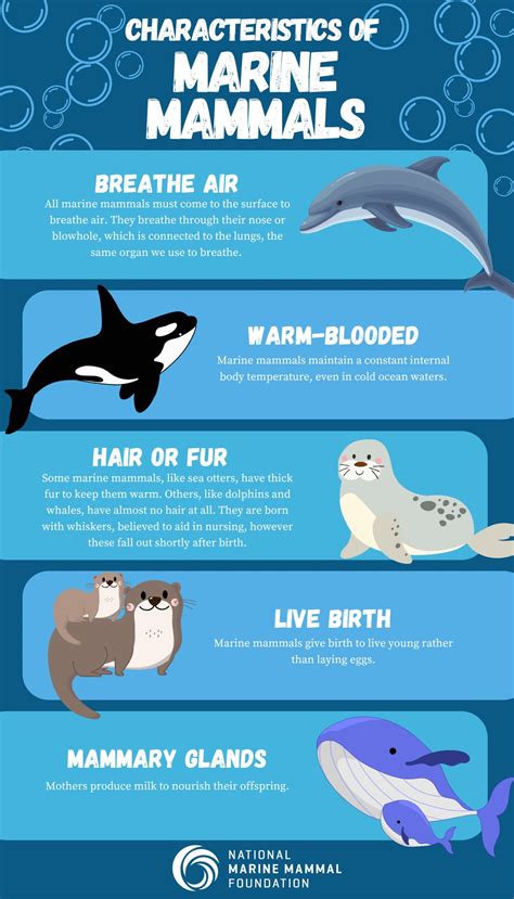 The Biology Of Marine Mammals: How They Survive Underwater