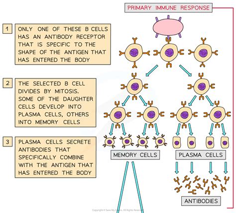 The Ultimate Guide To The Biology Of Memory: Inside The Neural Network