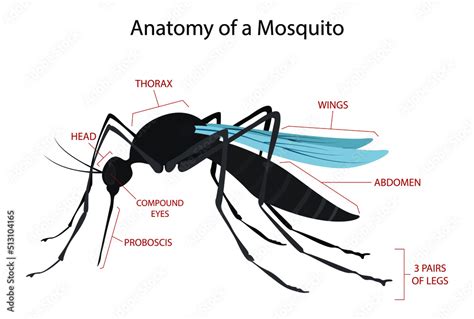 Understanding The Biology Of Mosquitoes: From Eggs To Flight