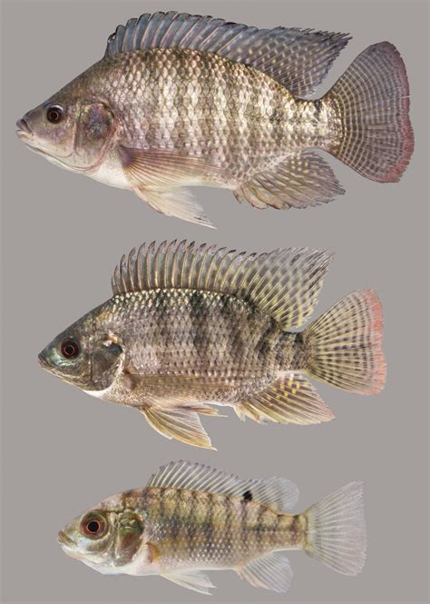 How The Biology Of Nile Tilapia Drives Exceptional Harvests