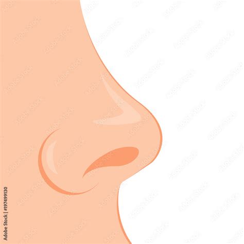 The Fascinating Biology Of The Human Nose: How We Breathe And Smell