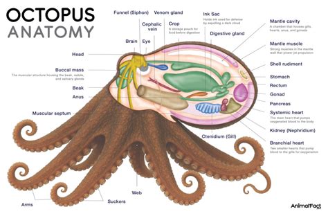 The Surprising Biology Of Octopus Brains And Body Parts
