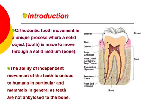 Biology Of Orthodontic Tooth Movement Ppt: Mechanisms Explained