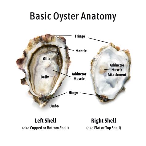 Understanding The Biology Of Oysters: From Shell To Guts