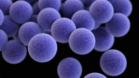 The Biology Of Staphylococcus Aureus: Structure, Virulence, And Transmission