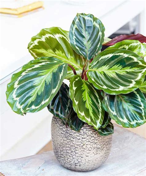 15 Ways To Keep Your Calathea Medallion Plant Happy And Flawless