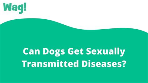 Can Dogs Get Sexually Transmitted Diseases