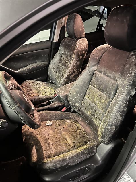 Car Mold Removal