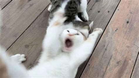 Why Cats Being Dumb Is Actually Genius
