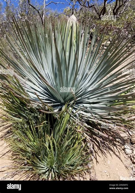 Chaparral Yucca
