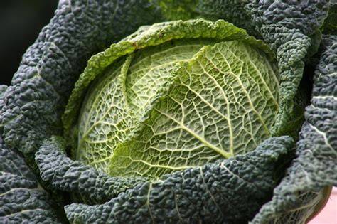 10 Stunning Macros Of Fresh Farm Vegetables
