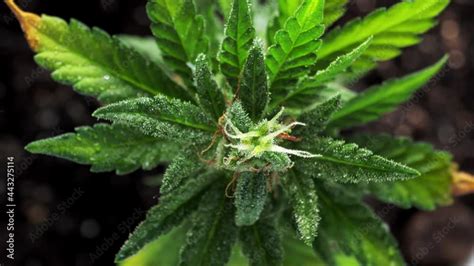 Close Up Of Weed Leaves Explained What Different Types Look Like Close Up Of Weed: Identifying Female Vs Male Plants How To Spot Mold Close Up Of Weed Plants