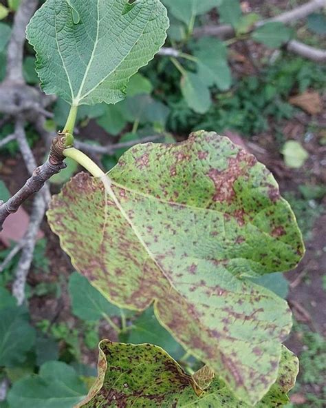 5 Common Diseases Of Fig Trees To Watch Out For