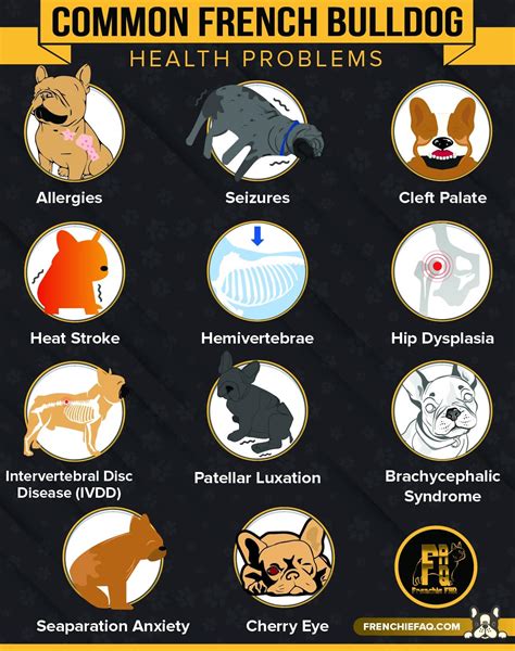 Common Diseases Of French Bulldogs: A Pet Owner's Guide