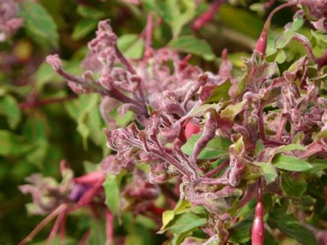 Preventing Common Diseases Of Fuchsias And Saving Your Garden