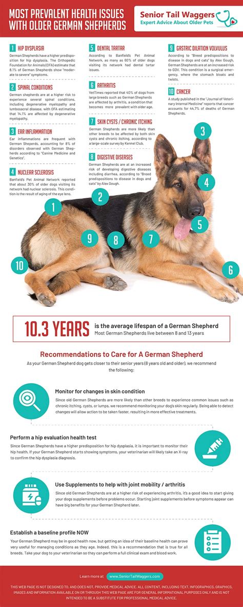 Is Your German Shepherd Sick