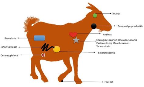 Common Diseases Of Goats In The Philippines: A Farmers Guide