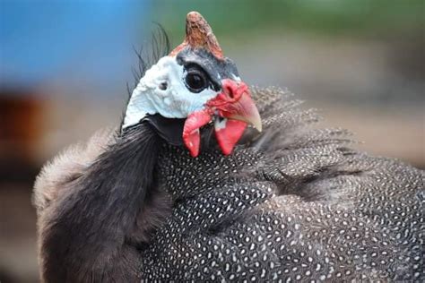 Guinea Fowl Health Survival Guide