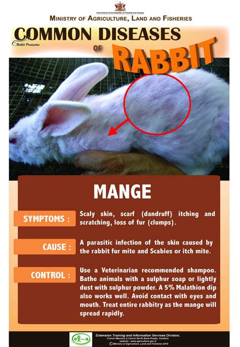 Common Diseases Of Rabbits And How To Spot Them Early