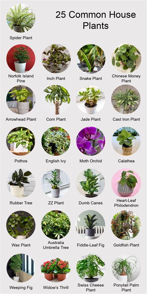 Common House Plants Guide: The Comfort Of Green At Home