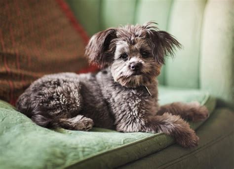 Navigating Common Problems With Yorkie Poos And Fixes