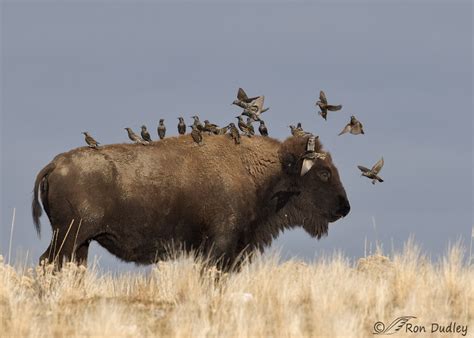 Unveiling the Cowbird Bison Relationship: Nature's Surprising Alliance