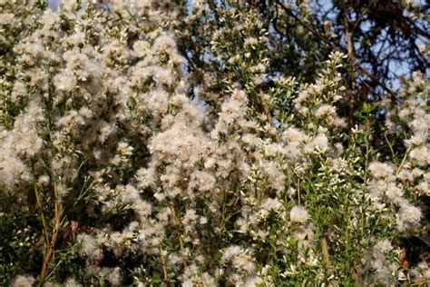 Coyote Brush