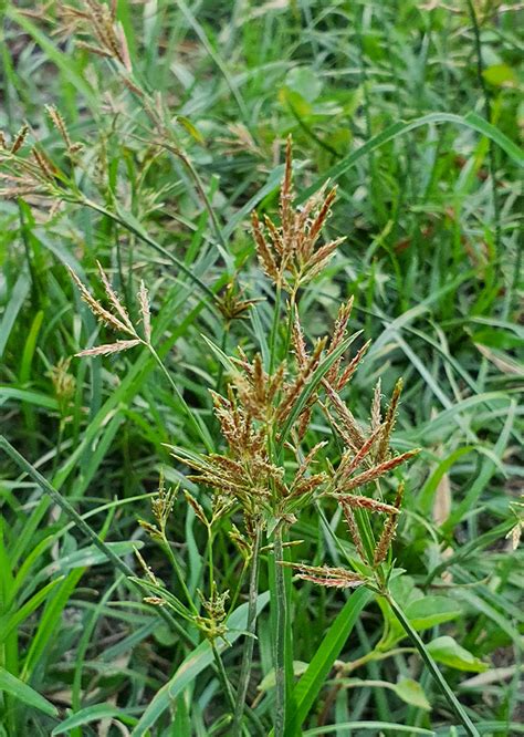 Cyperus Rotundus