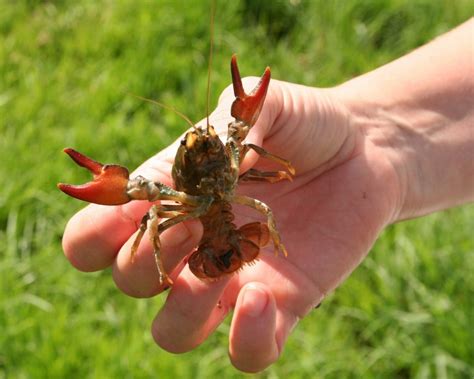 What Are The Real Dangers Of Eating Crayfish In America