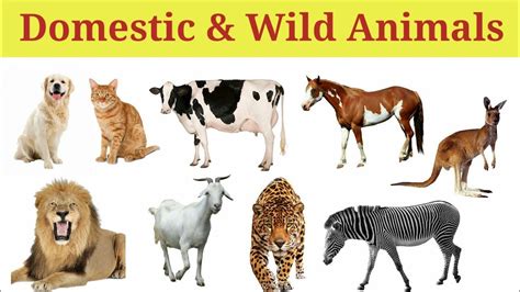 Domestic Vs Wild Animals: What's The Real Difference