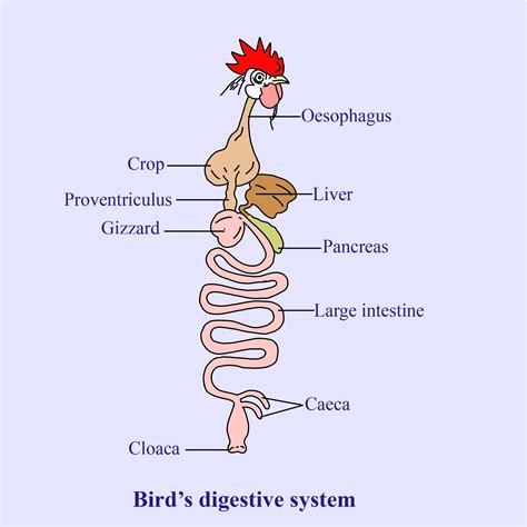 The Anatomy Of A Bird: A Digestive System Diagram Breakdown