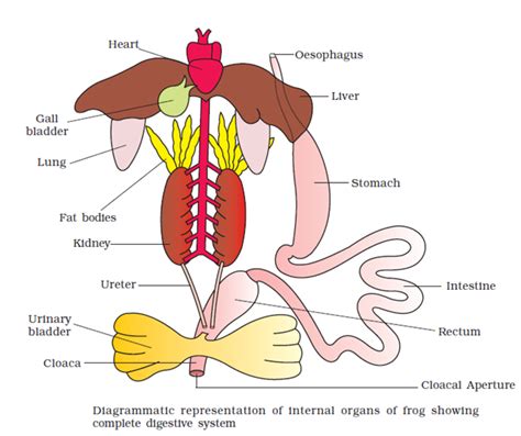 Digestive System Of Frog Ncert: Complete Notes You Need
