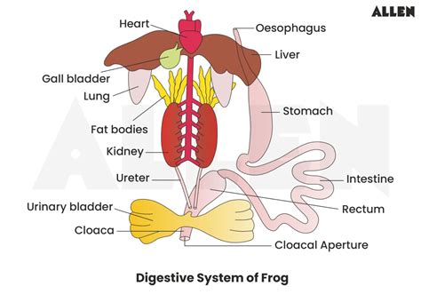 Digestive System Of Frog Easy Diagram For Clear Biology Study