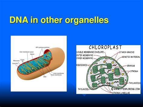 Dna Can Be Found In What Organelles