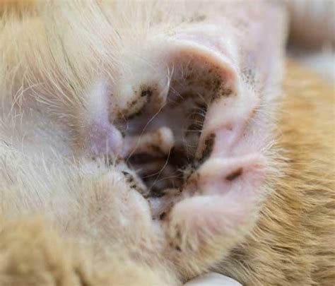 Does Freezing Kill Ear Mites And How To Fix Them Quickly