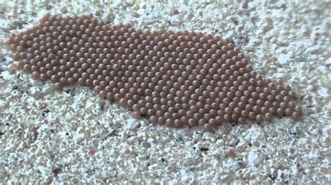 Does Freezing Kill Pantry Moth Eggs? The Cold Truth You Need To Know