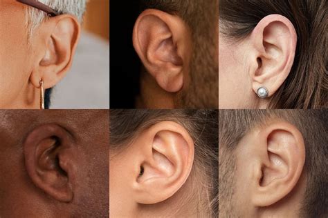 Ears In Spanish
