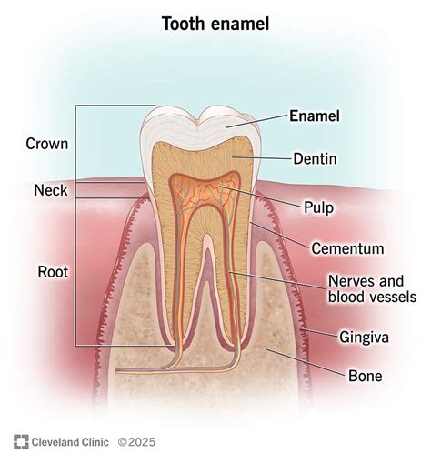 Enamel Care Explained: Secrets to Protecting Your Smile