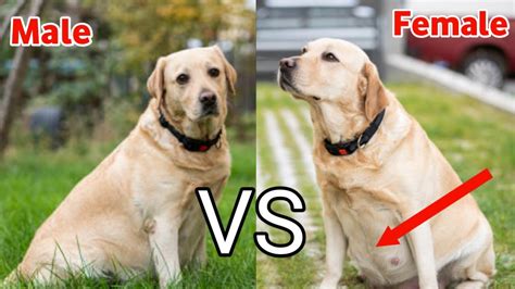 Male Vs Female Labrador: Which One Makes A Better Family Pet?