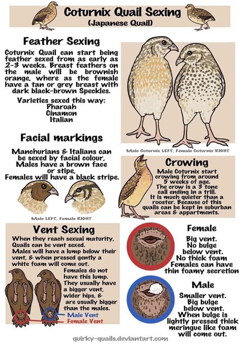 How To Identify Male And Female Quails By Their Vent: A Simple Guide