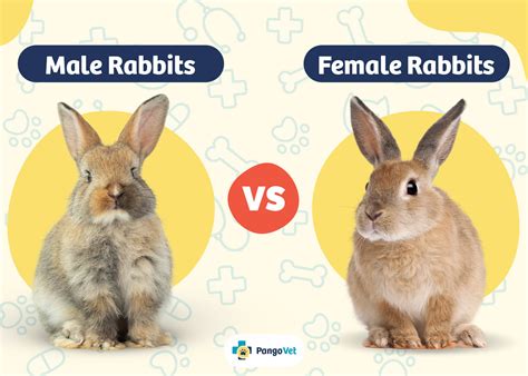 Female Vs Male Rabbit: Signs To Help You Tell Them Apart