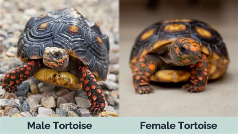 Seeing Is Believing: How To Tell The Difference Between Female Vs Male Tortoise