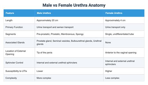 Anatomy Of The Female Vs Male Urethra
