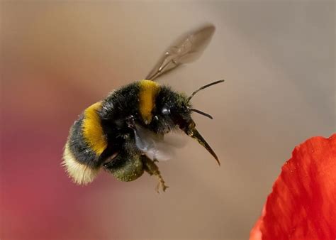 Flight To The Bumblebee