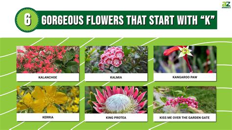 Top Flowering Plants That Start With K For Your Garden